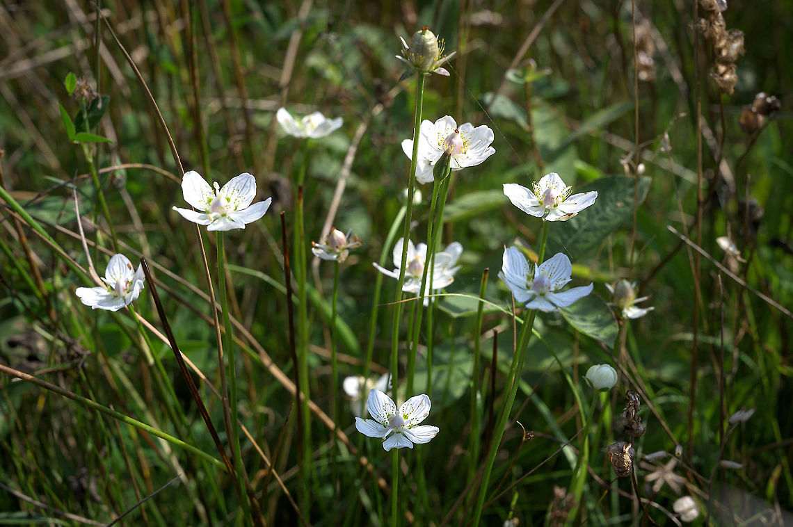 Northern grass-of-Parnassus (Parnassia palustris)  Geotagged,Netherlands,Northern grass-of-Parnassus,Parnassia palustris,Summer,flora