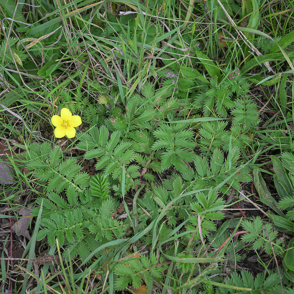 Common silverweed (Potentilla anserina)  Argentina anserina,Geotagged,Netherlands,Silverweed cinquefoil,Summer
