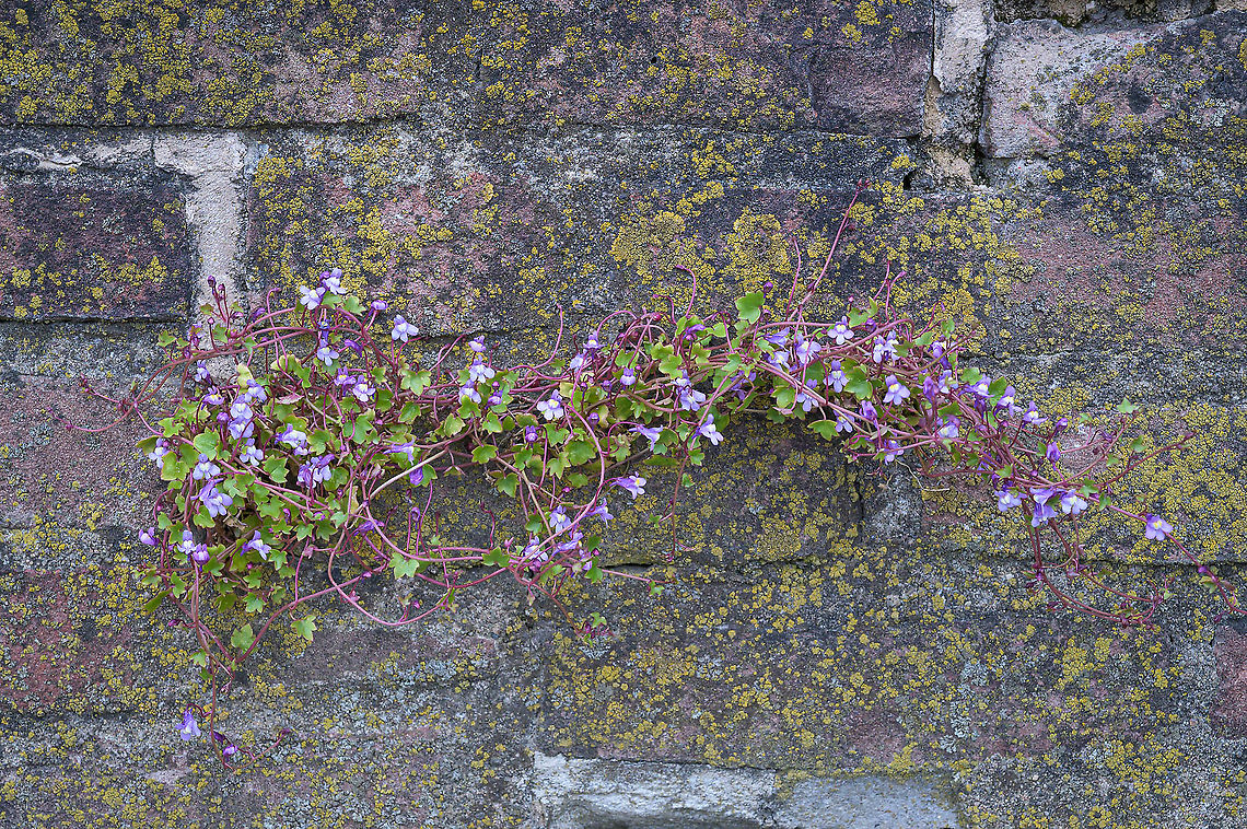 Ivy-leaved toadflax (Cymbalaria muralis) Growing on an old wall: a typical habitat for the Ivy-leaved toadflax (Cymbalaria muralis) Cymbalaria muralis,Geotagged,Ivy-leaved toadflax,Netherlands,Spring,flora,urban