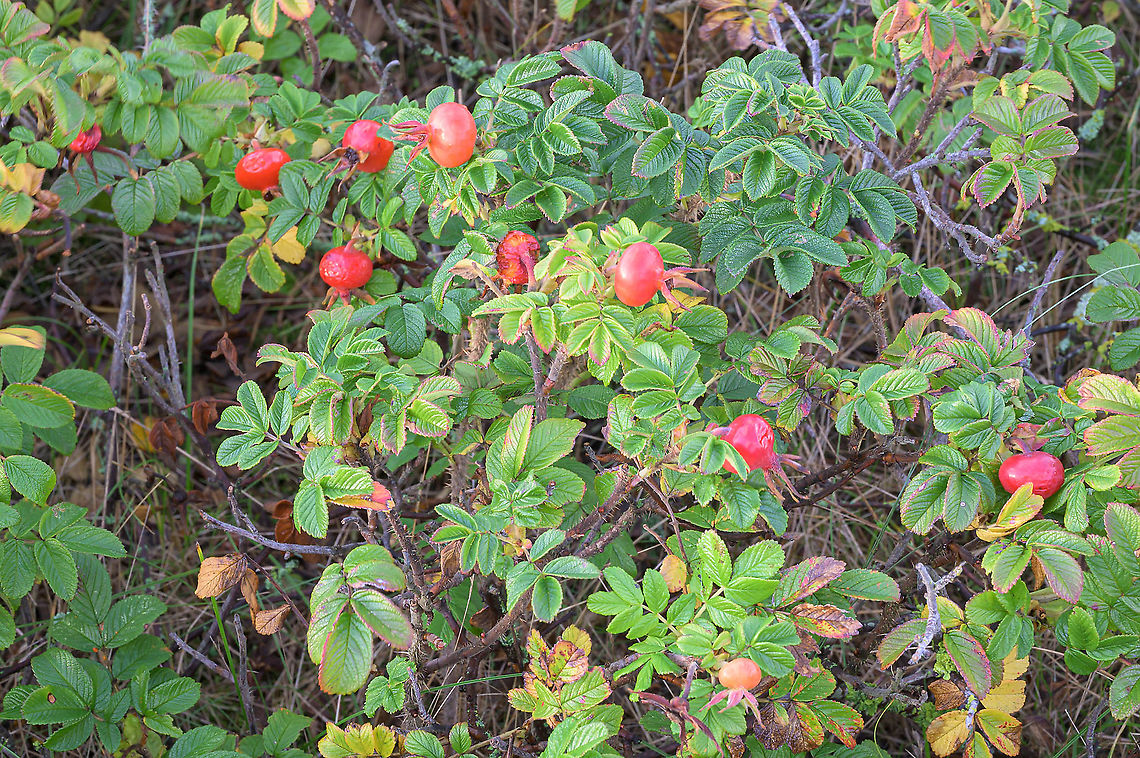 Rosa rugosa Rosa rugosa with rosehips in the autumn. Dunes,Fall,Geotagged,Netherlands,Rosa rugosa,rosa rug