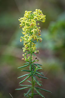 Lady's bedstraw (Galium verum) Inflorescence of Lady's bedstraw (Galium verum) Fall,Galium verum,Geotagged,Lady's bedstraw,Netherlands,flora