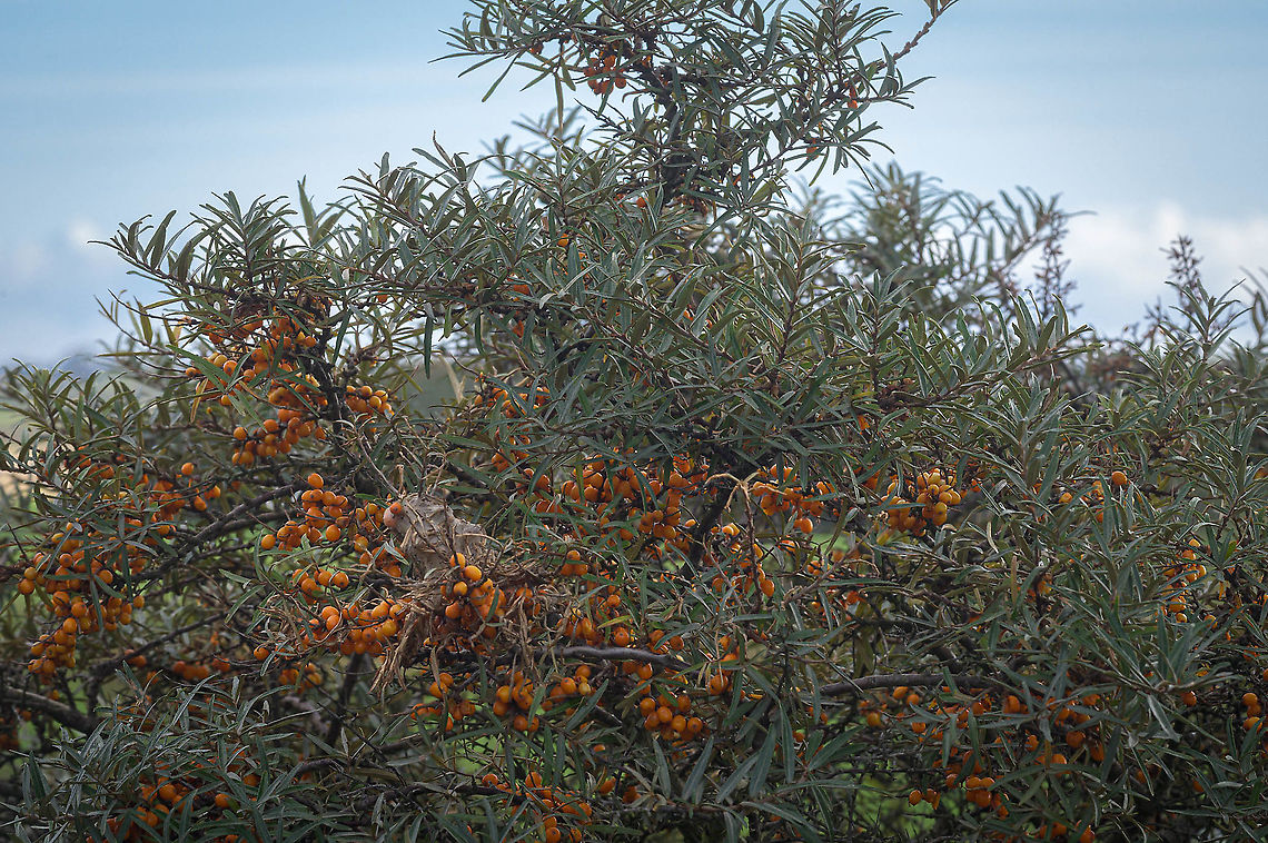 Common sea buckthorn (Hippophae rhamnoides) The sea buckthorn (Hippophae rhamnoides) is in the Netherlands very common in the dunes along the North Sea coast. Common sea buckthorn,Fall,Geotagged,Hippophae rhamnoides,Netherlands