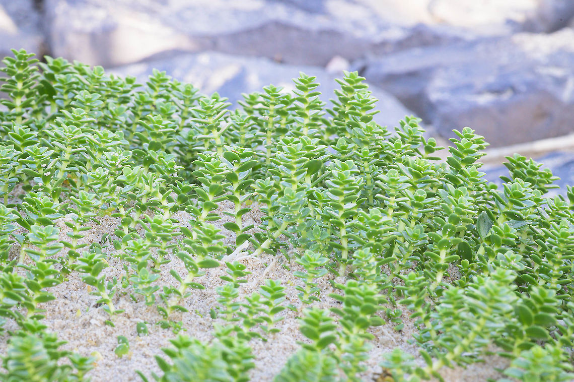 Sea Sandwort (Honckenya peploides) Sea Sandwort (Honckenya peploides) is a succulent perennial growing at the edge of the sea. This photo was taken at the North Sea coast of the island Texel. Fall,Geotagged,Honckenya,Honckenya peploides,Netherlands,flora