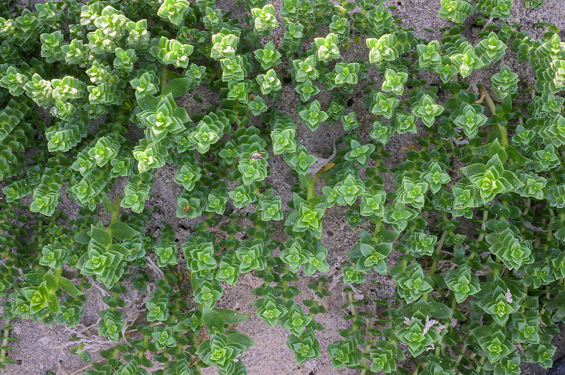 Sea Sandwort (Honckenya peploides) Sea Sandwort (Honckenya peploides) is a succulent perennial growing at the edge of the sea. This photo was taken at the North Sea coast of the island Texel.  Fall,Geotagged,Honckenya,Honckenya peploides,Netherlands,flora