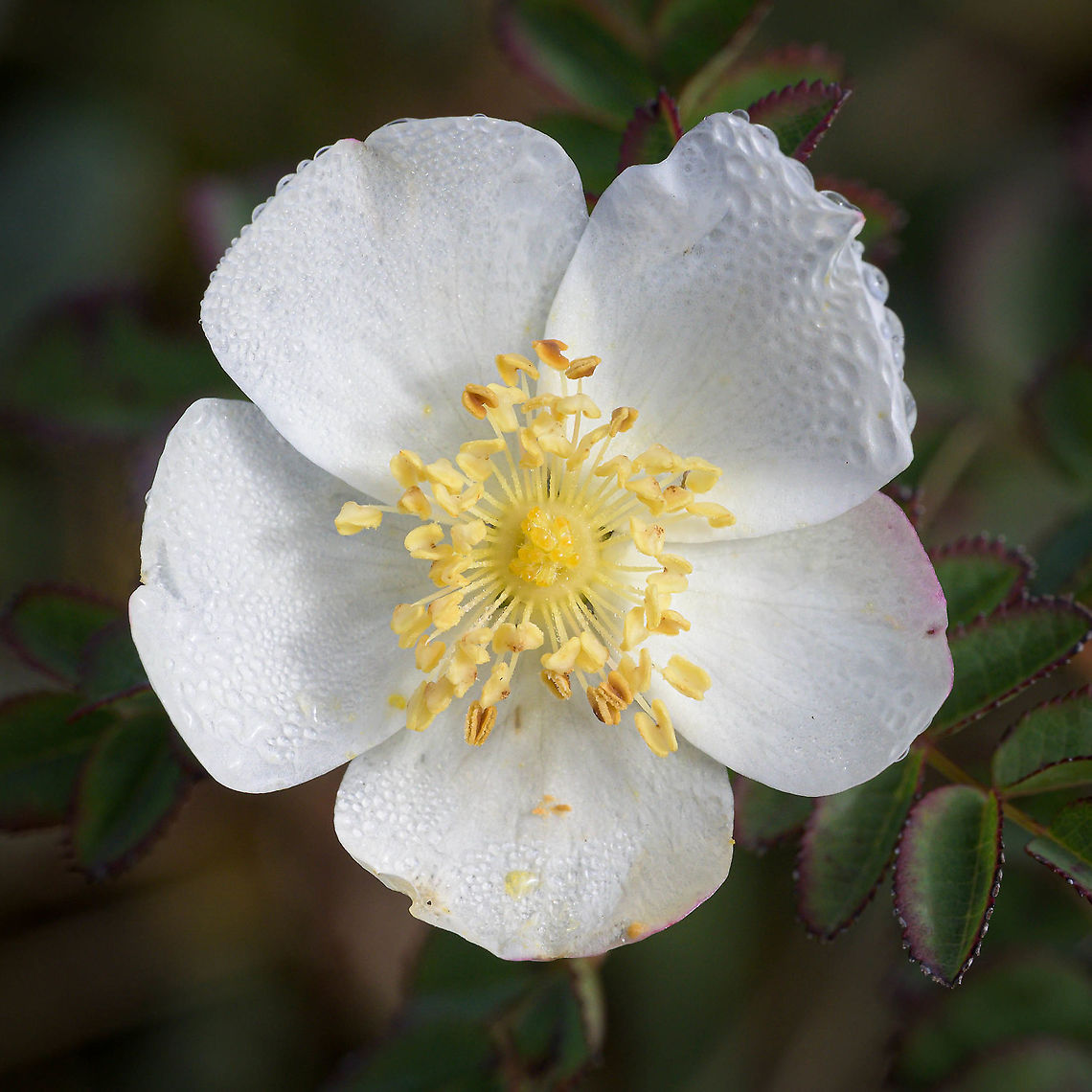 Burnet Rose (rosa pimpinellifolia)  Burnet Rose,Fall,Geotagged,Netherlands,Rosa pimpinellifolia,flora