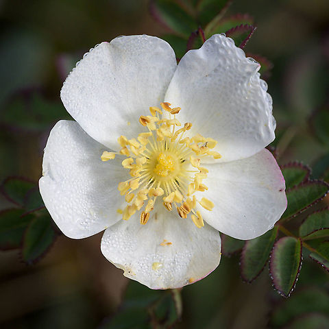 Burnet Rose (rosa pimpinellifolia)  Burnet Rose,Fall,Geotagged,Netherlands,Rosa pimpinellifolia,flora