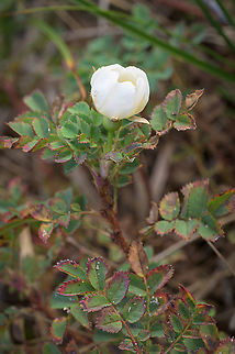 Burnet Rose (rosa pimpinellifolia) A budding flower of Burnet Rose (rosa pimpinellifolia) Burnet Rose,Fall,Geotagged,Netherlands,Rosa pimpinellifolia,flora
