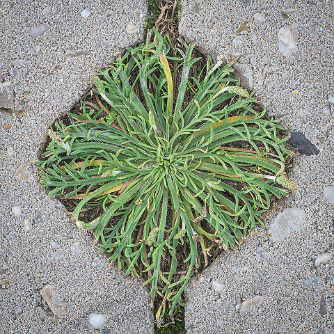 Buck's-horn Plantain