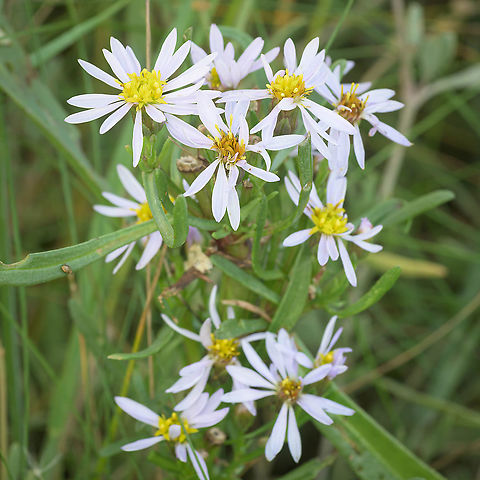 Sea aster (Tripolium pannonicum) Flowers of the sea aster (Tripolium pannonicum) Fall,Geotagged,Netherlands,Sea aster,Tripolium pannonicum,flora