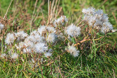 Sea aster (Tripolium pannonicum) The seeds of the sea aster (Tripolium pannonicum) Fall,Geotagged,Netherlands,Sea aster,Tripolium pannonicum,flora