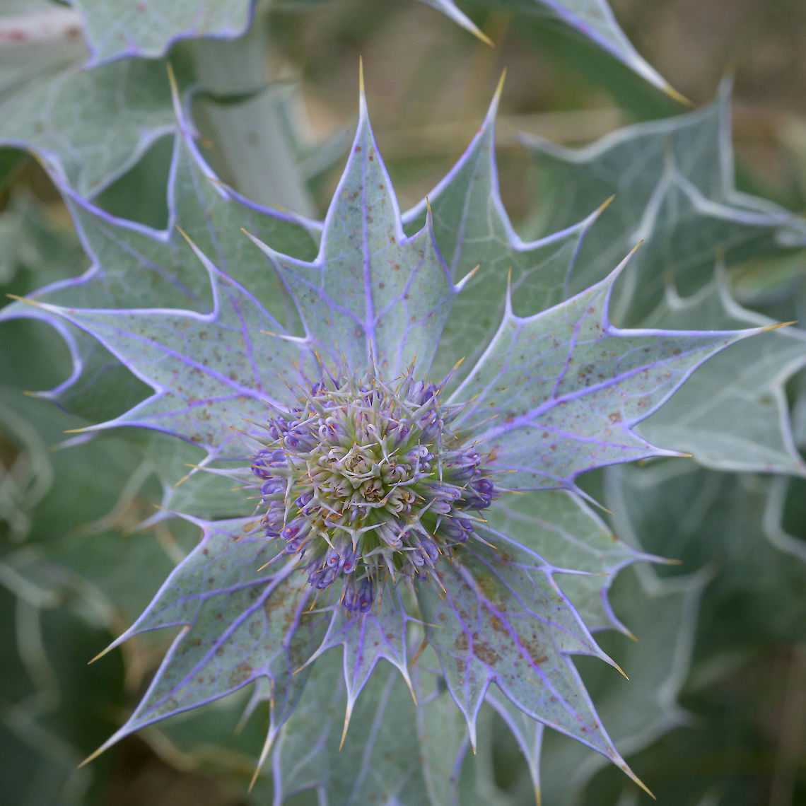 Sea holly (Eryngium maritimum) Flower of the sea holly (Eryngium maritimum) Eryngium maritimum,Fall,Geotagged,Netherlands,Sea holly,flora