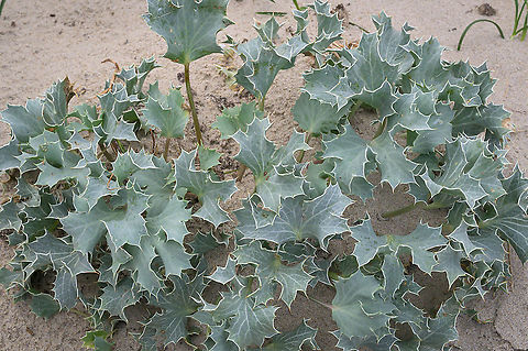 Sea holly (Eryngium maritimum) Plant of the sea holly (Eryngium maritimum) in the dunes near the sea. Eryngium maritimum,Fall,Geotagged,Netherlands,Sea holly,flora