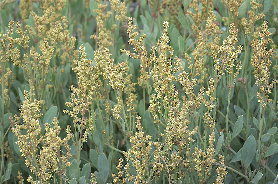 Sea purslane (Atriplex portulacoides) Flowering sea purslane (Atriplex portulacoides) growing on the mud flats in the Wadden Sea.<br />
<br />
Syn: Halimione portulacoides. Wikipedia uses this as the primary name; the Dutch flora (Heukels' Flora van Nederland, 24th edition) puts the sea purslane under the genus Atriplex. Atriplex portulacoides,Geotagged,Halimione portulacoides,Netherlands,Summer,flora