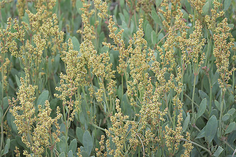 Sea purslane (Atriplex portulacoides) Flowering sea purslane (Atriplex portulacoides) growing on the mud flats in the Wadden Sea.
Syn: Halimione portulacoides. Wikipedia uses this as the primary name; the Dutch flora (Heukels' Flora van Nederland, 24th edition) puts the sea purslane under the genus Atriplex. Atriplex portulacoides,Geotagged,Halimione portulacoides,Netherlands,Summer,flora