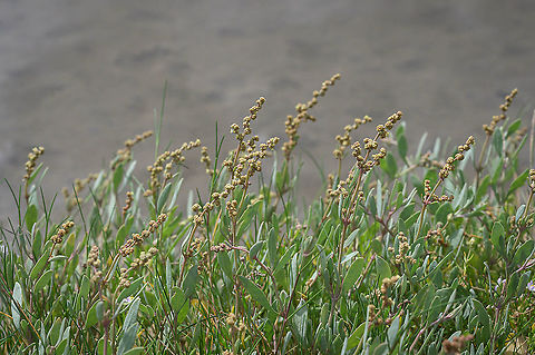 Sea purslane (Atriplex portulacoides) Flowering sea purslane (Atriplex portulacoides) growing on the mud flats in the Wadden Sea.

Syn: Halimione portulacoides. Wikipedia uses this as the primary name; the Dutch flora (Heukels' Flora van Nederland, 24th edition) puts the sea purslane under the genus Atriplex. Atriplex portulacoides,Geotagged,Halimione portulacoides,Netherlands,Summer,flora