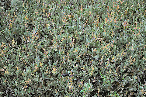 Sea purslane (Atriplex portulacoides) Flowering sea purslane (Atriplex portulacoides) growing on the mud flats in the Wadden Sea.

Syn: Halimione portulacoides. Wikipedia uses this as the primary name; the Dutch flora (Heukels' Flora van Nederland, 24th edition) puts the sea purslane under the genus Atriplex. Atriplex portulacoides,Geotagged,Halimione portulacoides,Netherlands,Summer,flora