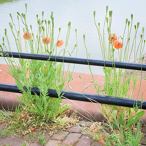 Long-headed poppy (Papaver dubium) The long-headed poppy (Papaver dubium) in a typical habitat Geotagged,Long-headed Poppy,Netherlands,Papaver dubium,Spring,flora,urban