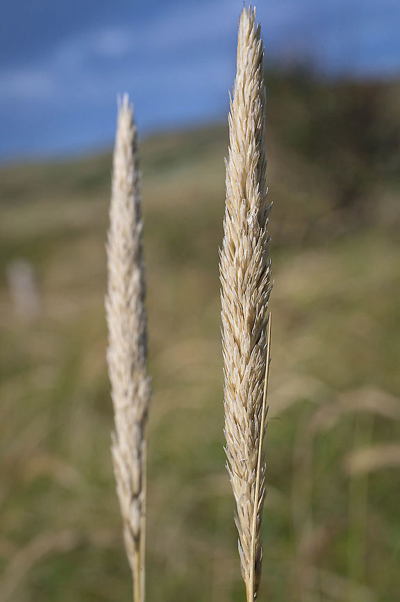 European marram grass (Ammophila arenaria) Inflorescences of the European marram grass (Ammophila arenaria) in October.  Ammophila arenaria,European marram grass,Fall,Geotagged,Netherlands,flora