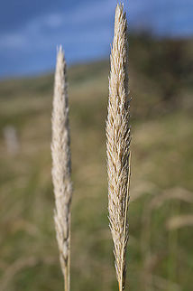 European marram grass (Ammophila arenaria) Inflorescences of the European marram grass (Ammophila arenaria) in October.  Ammophila arenaria,European marram grass,Fall,Geotagged,Netherlands,flora