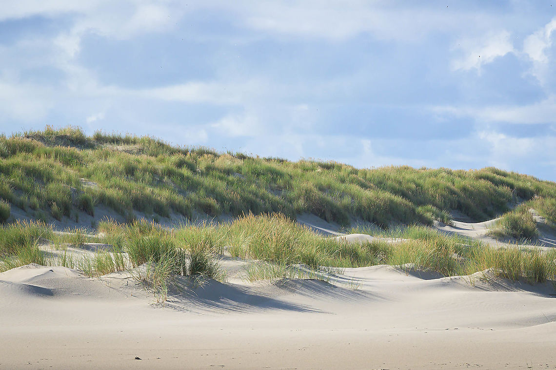 European marram grass (Ammophila arenaria) Dunes along the North Sea coast of the Netherlands are grown with the European marram grass (Ammophila arenaria). A very common view! Ammophila arenaria,European marram grass,Fall,Geotagged,Netherlands,flora