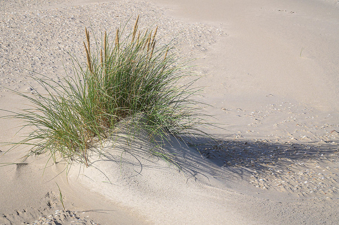 European marram grass (Ammophila arenaria) A new dune is growing, and maybe in a couple of years this will be a large dune. The European marram grass is playing an important role in dune forming. The grass can survive in the harsh conditions of the sand beach and with its roots it is holding the sand of the dune in its place. Ammophila arenaria,European marram grass,Fall,Geotagged,Netherlands,flora