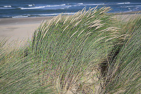 European marram grass (Ammophila arenaria) Typical habitat of the European marram grass (Ammophila arenaria) in the Netherlands along the North Sea coast. Ammophila arenaria,European marram grass,Fall,Geotagged,Netherlands,flora
