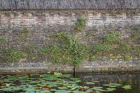Santa Barbara Daisy (Erigeron karvinskianus) Santa Barbara Daisy (Erigeron karvinskianus) is a naturalized species in the Netherlands. Most often you will find this species growing an an old wall. This is a part of a wall of the old moat of Zierikzee: the Santa Barbara Daisy in growing abundantly on this wall. Erigeron karvinskianus,Fall,Geotagged,Netherlands,Santa Barbara Daisy