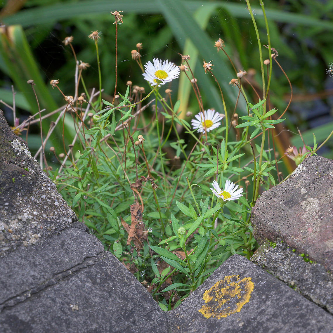 Santa Barbara Daisy (Erigeron karvinskianus) Santa Barbara Daisy (Erigeron karvinskianus) is a naturalized species in the Netherlands. Most often you will find this species growing an an old wall. Erigeron karvinskianus,Fall,Geotagged,Netherlands,Santa Barbara Daisy