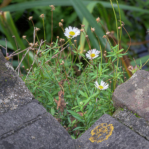 Santa Barbara Daisy (Erigeron karvinskianus) Santa Barbara Daisy (Erigeron karvinskianus) is a naturalized species in the Netherlands. Most often you will find this species growing an an old wall. Erigeron karvinskianus,Fall,Geotagged,Netherlands,Santa Barbara Daisy