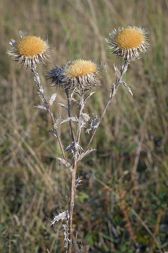 Carline Thistle (Carlina vulgaris) The inflorescence of the Carline Thistle. In Dutch it is called driedistel (three thistle) referring to the three inflorescences on one stem. Carlina vulgaris,Carline Thistle,Fall,Geotagged,Netherlands,flora