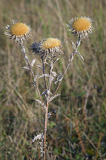 Carline Thistle (Carlina vulgaris) The inflorescence of the Carline Thistle. In Dutch it is called driedistel (three thistle) referring to the three inflorescences on one stem. Carlina vulgaris,Carline Thistle,Fall,Geotagged,Netherlands,flora