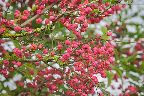 European spindle (Euonymus europaeus) European spindle (Euonymus europaeus) in autumn with its bright and pink fruits. This one is growing in the dunes of Zeeland, the Netherlands. Euonymus europaeus,European spindle,flora