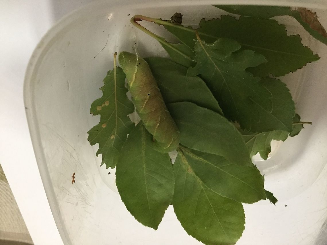 Sphinx Caterpillar  Sphinx moth caterpillar