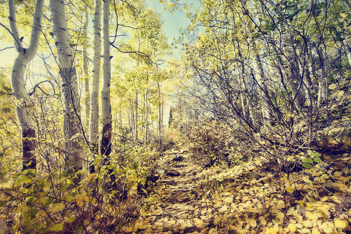 Golden Path Hike to Lake Blanche - Utah United States,forest,utah