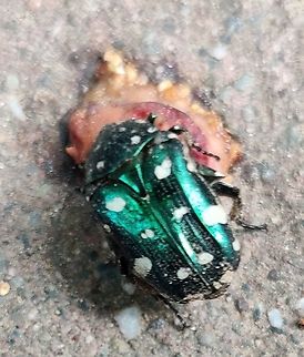 White Spotted Metallic Green Beetle - India Found this beetle on one of my evenings walks in the park. The rains in Delhi seemed to have got a lot of the bug life out into the open. This beetle was busy eating this crushed fruit right in the middle of the walking path. After staring in complete awe of its glorious metallic coat, I placed it away in a safe spot. Geotagged,India,Metallic,Metallic Green Beetle,Protaetia alboguttata,Protaetia wiebesi,Summer,beetle,white spotted