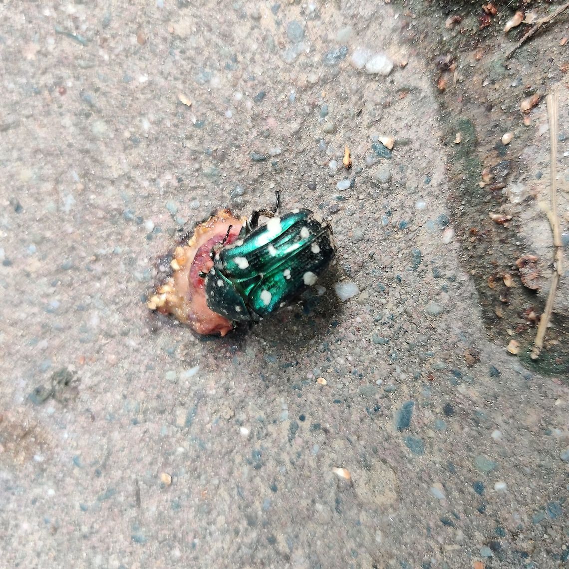White Spotted Metallic Green Beetle - India Found this beetle on one of my evenings walks in the park. The rains in Delhi seemed to have got a lot of the bug life out into the open. This beetle was busy eating this crushed fruit right in the middle of the walking path. After staring in complete awe of its glorious metallic coat, I placed it away in a safe spot. Geotagged,India,Metallic,Metallic Green Beetle,Protaetia alboguttata,Protaetia wiebesi,Summer,beetle,white spotted