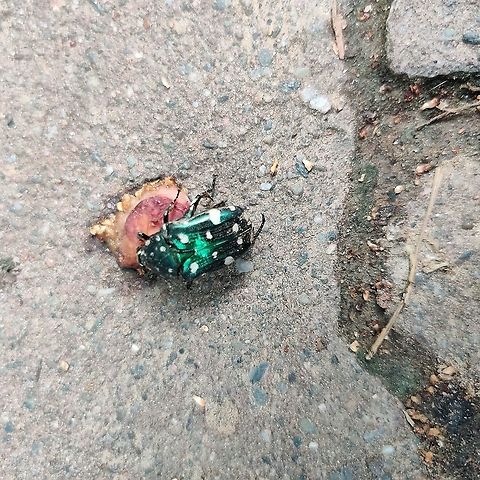 White Spotted Metallic Green Beetle - India Found this beetle on one of my evenings walks in the park. The rains in Delhi seemed to have got a lot of the bug life out into the open. This beetle was busy eating this crushed fruit right in the middle of the walking path. After staring in complete awe of its glorious metallic coat, I placed it away in a safe spot. Geotagged,India,Metallic,Metallic Green Beetle,Protaetia alboguttata,Protaetia wiebesi,Summer,beetle,white spotted