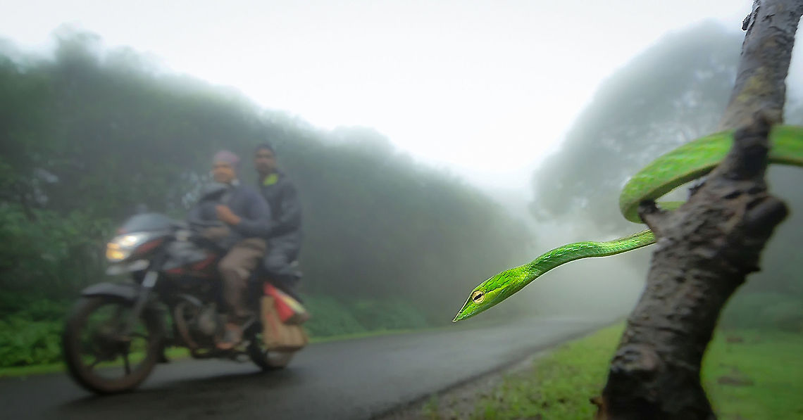 Guardian of the Woods!! While walking in the thick forest with foggy weather we were trying to find the one which looks like a vine with hypnotic yellow eyes. We passed by many plants, trees, shrubs, and more but it all looked similar and we understand that whether or not we can see them, they are watching us. Suddenly, it started raining and we realized that now it&#039;s our chance as the fog started to move out. Now, we were able to see more clearly and there it was, watching us while guarding the woods. It was like a slender vine with a horizontal black pupil which can easily disappear by blending in the surroundings because of its perfect camouflage. When in disguise, one can hardly find them and can easily pass for a vine on a plant because of similar color texture.<br />
<br />
This amazing creature from western ghats is a mildly venomous snake. As we know snakes are critically important animals to maintain the balance in the food chain by controlling rodents or other tertiary consumers population. Despite that, many snakes species are under threat of extinction due to increasing conflict with humans, habitat destruction, road kills, over-harvesting, and even climate change. Ahaetulla nasuta,Amboli,Geotagged,Green,Green vine snake,Green vine snake or Long-nosed whip snake,India,maharashtra,snake,western ghats
