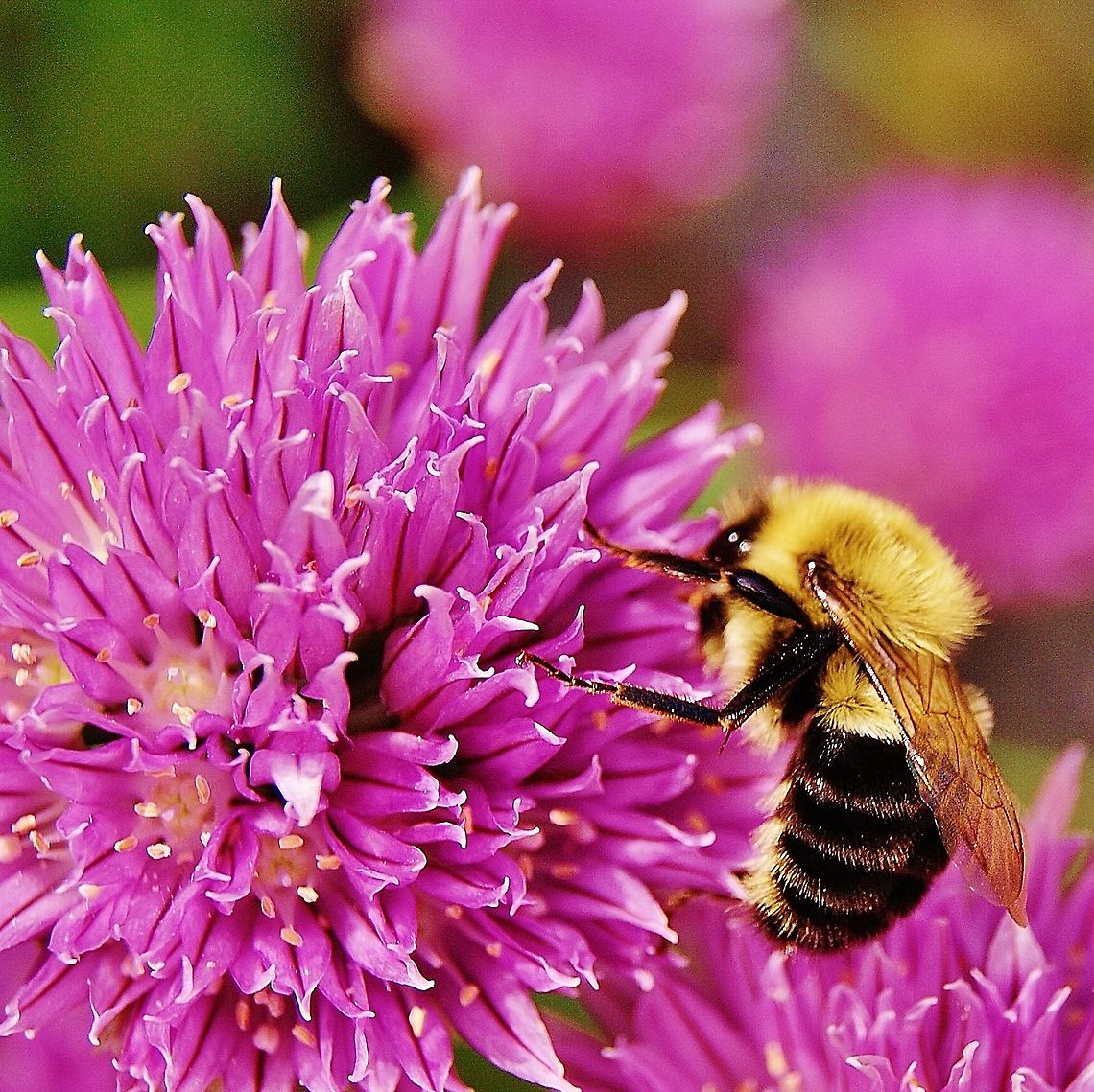 buzz!! an upclose shot of a bee on a pink flower