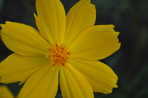 IMG_0006 Flowers By Hannah Stevens