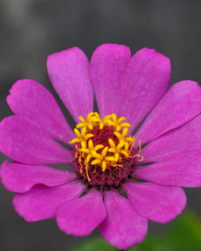 Zinnia elegans A purple pretty flower By Hannah Stevens Zinnia elegans