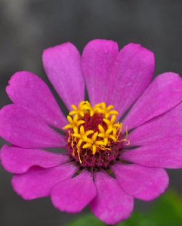 Zinnia elegans A purple pretty flower By Hannah Stevens Zinnia elegans