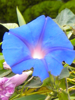 IMG_0235 The glowing Flower By Hannah Stevens Ipomoea purpurea