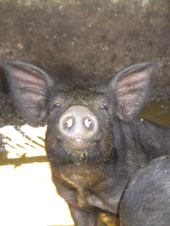 Domestic Pig Oink! Said the Pig By Hannah Stevens Domestic pig,Sus scrofa domesticus