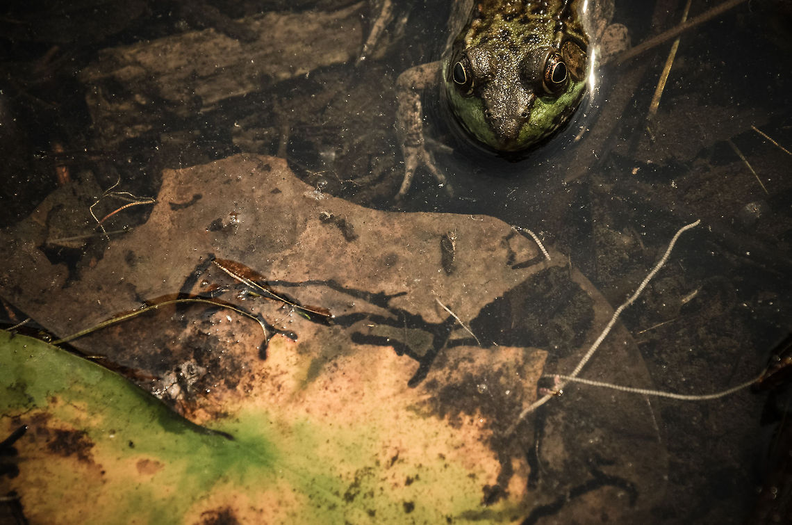 territorial  Mink Frog,Rana septentrionalis,amphibian,frog,nikon,pond,toad,water,wildlife