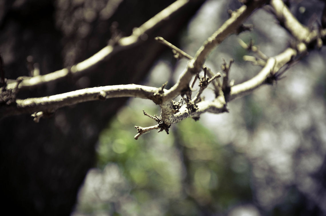 twiggy  bokeh,branch,leaves,nature,tree,twigs,vintage