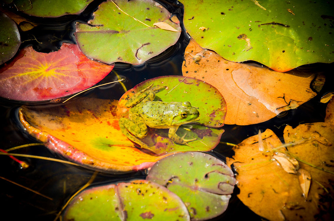 Bullfrog  American Bullfrog,Rana catesbeiana,amphibian,green,lilypad,lilypads,lime,ontario,pond,swamp,water