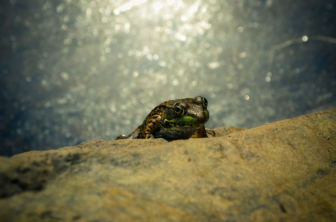 sunbathing  Mink Frog,Rana septentrionalis,amphibian,bokeh,frog,pond,rock,water