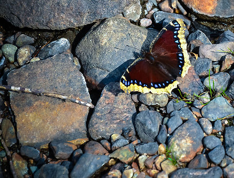 mourning cloak  Nymphalis antiopa