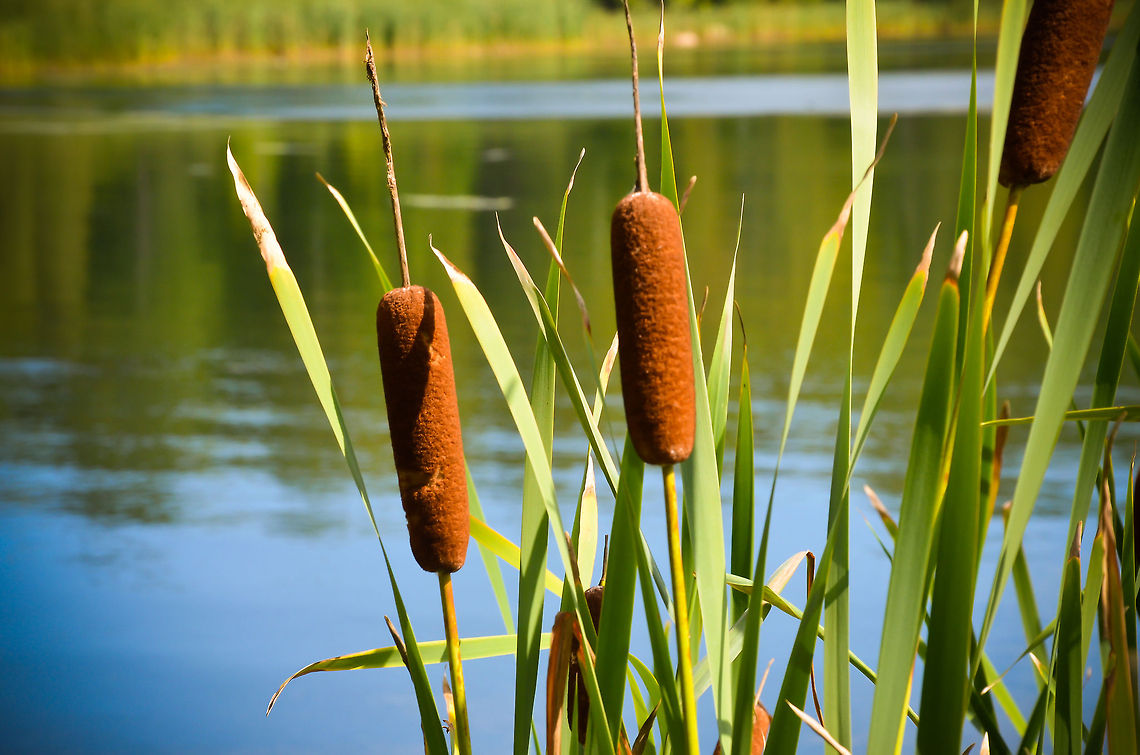 Common Cattail  Typha latifolia